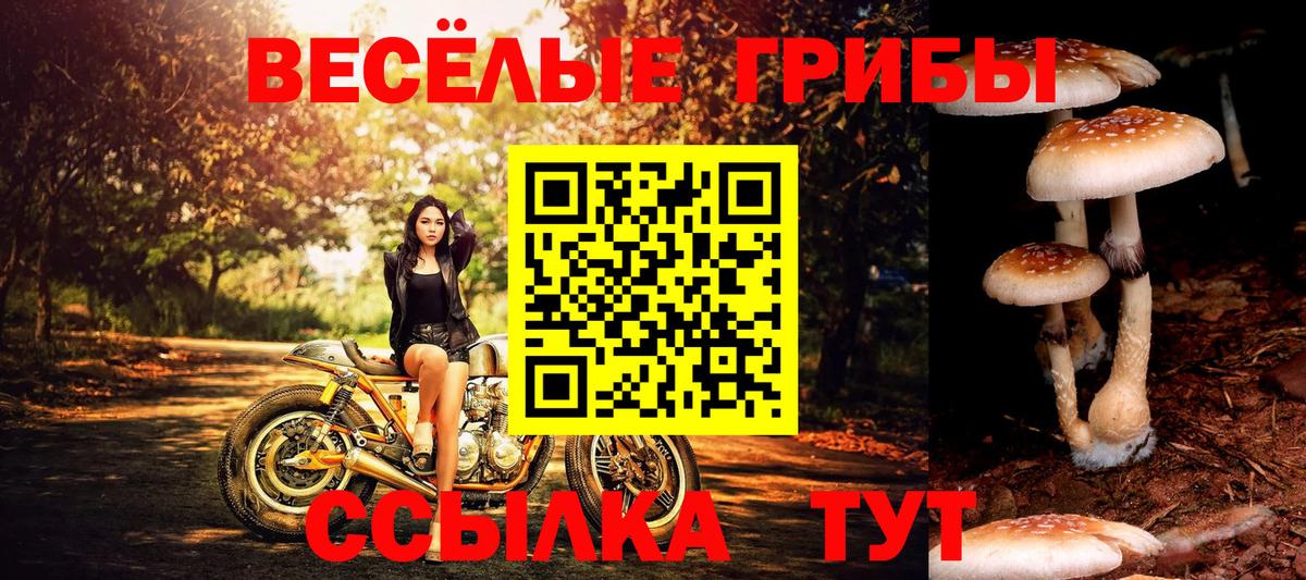 Волхов  Галлюциногенные грибы мухоморы  Вход с VPN  Псилоцибиновые грибы Psilocybe 